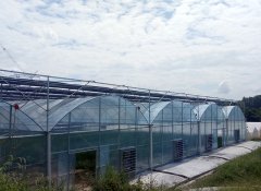 經(jīng)濟(jì)實(shí)用連棟薄膜溫室