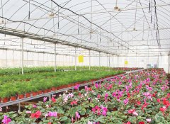 連棟薄膜溫室